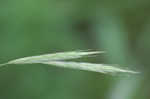 Hairy woodland brome